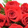 ¡¡¡Super Oferta Ramo de 12 rosas rojas !!!