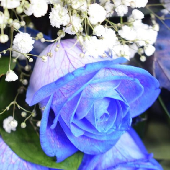 rosas azules detalle